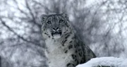 Schneeleopard
