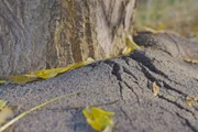 Wo der Götterbaum wächst, richtet er gravierende Schäden an: mit seiner Wurzelkraft sprengt er sogar Asphalt auf, und über Giftstoffe in seinen Wurzeln verdrängt er konkurrierende heimische Pflanzen.