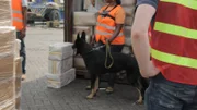 TEMA PORT, GHANA- Ein ghanaischer Zollspürhund