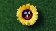 Knallgelbe Sonnenblumen tanzen über den grünen Rasen und veranstalten ein Wettrennen.