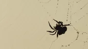 A spider