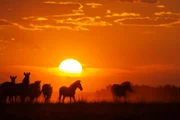 A herd of zebra at dusk in the Makgadikgadi grasslands.