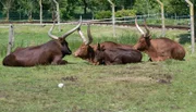 Watussirinder im Jaderpark.