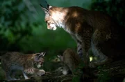 Luchsfamilien sind ein seltener Anblick in unseren Wäldern. In Deutschland gibt es etwa 200 wildlebende Luchse.