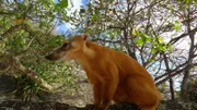 Mitten in der Stadt Rio liegt ein Nationalpark. Nasenbären (im Bild) und Kapuzineraffen leben im sogenannten Floresta di Tijuca, der die berühmte Jesusstatue umringt. Selbst in einigen Favelas gibt es vermehrt Schutzbemühungen um wilde Tiere. Und weil die Stadt mitten im atlantischen Regenwald liegt, kommt es hin und wieder auch zu unerwartetem Besuch in der Küche...