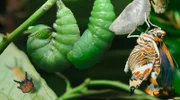 Erdbeerbaum-Falter - aus der Larve wird später ein Schmetterling.