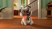 Der kleine Rüde Terry ist bei Oma Pina zu Gast. Doch er ist kein normaler Hund: er will unbedingt eine Katze sein!