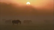 Rund 400 Tiere umfasst die Herde der Dülmener Wildpferde in Nordrhein-Westfalen.