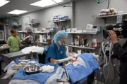 Bear was brought into the clinic after he fell sick, owner thought he had eaten a weird object. He had eaten sock that Dr Rachel Nichols had to cut out.