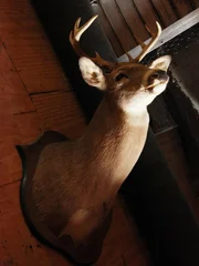 The deer head that Jay purchased.
