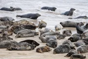 Die Blasket Islands sind ein Refugium für Robben. Vor rund 70 Jahren haben die letzten Bewohner die Insel verlassen. In der Abgeschiedenheit vermehren sich die Tiere seither bestens.