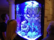Looking at a custom made aquarium.