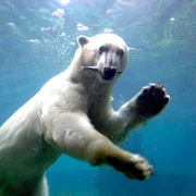 Eisbär Lloyd im Zoo am Meer Bremerhaven.