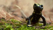 Korsischer Feuersalamander.