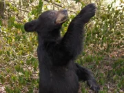 Taxidermy bear standing.