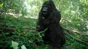 Als phönizische Entdecker das erste Mal einen Gorilla erblickten, beschrieben sie ihn als riesenhaften, behaarten Menschen.