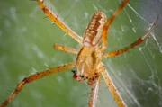 Ein Spinnenmännchen verlässt sein Netz und begibt sich auf die Suche nach einem Weibchen. Ohne sein Netz muss es in dieser Zeit allerdings hungern ...