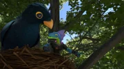 Ein Vogel hat es auf Galileo abgesehen.