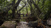 Die "Lebendigen Brücken" in Meghalaya spielen im Alltag der Khasi noch heute eine wichtige Rolle.