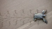 Eine Lederschildkröte beim Eierlegen.