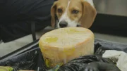Der Beagle eines Agrarspezialisten erschnüffelt einen Gegenstand im Gepäck eines Reisenden. (Quelle: National Geographic)