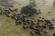 Das Watussirind ist das vielleicht berühmteste Nutztier Afrikas. Diese durch Kreuzung entstandene Rinderrasse ist mehr als 5.000 Jahre alt.