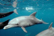 Delfine sind mit rund 40 Arten die vielfältigste und größte Familie der Wale. Einige Arten kommen sogar in Flüssen vor.