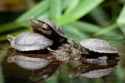 Europäische Sumpfschildkröten.