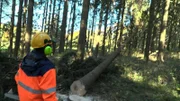 Dennis fällt einen Baum mit der Kettensäge.