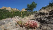 Die Raue, schöne Landschaft Sardiniens.