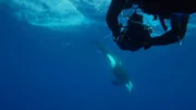 Andy Casagrande films orca.