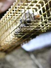 Dr Jeff Baier and Hector go to Black Footed Ferrets to neuter the ferrets and add tracking device.