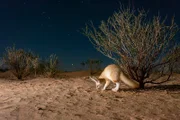 Der Fennek kann hervorragend hören und seine Beute sogar orten, wenn sie sich im Sand versteckt.