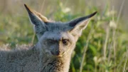 Löffelhunde gehören zoologisch zu den "Echten Füchsen". Mit ihren großen Ohren können sie ihre Hauptnahrung Termiten auch unter der Erde hören.