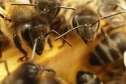 Die Kanarische Schwarzbiene auf Teneriffa leidet unter dem Klimawandel.