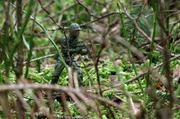 Im Zweiten Weltkriegs reichten konventionelle Waffen nicht aus, um das Nazi-Regime endgültig zu Fall zu bringen: Bei der Besetzung Deutschlands verwendeten die Alliierten Attrappen und Täuschungsmanöver.