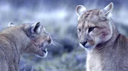 Zwei Pumas stehen einander gegenüber und starren sich an. Diese soziale Interaktion ist für Katzen typisch. Das Verbreitungsgebiet des Pumas liegt in Nordamerika - hauptsächlich in Florida und den Rocky Mountains - sowie in Südamerika, wo er in den Bergregionen der Anden heimisch ist.