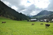 Die Kuhalm in Mittelberg.