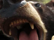 Taxidermy bear head with mouth open.