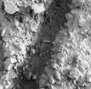 Cigarette butt at scene