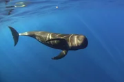 Zwischen Teneriffa und La Gomera liegt das erste Walschutzgebiet Europas.
