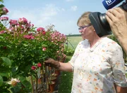Manuela Dräger leitet den RosenPark Dräger in Steinfurth.