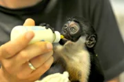ARD/rbb PANDA, GORILLA & CO. (39), "Tierkinder". Bei den Affen im Tierpark sind die Dianameerkatzen Hera und Solar das erste Mal Eltern geworden!