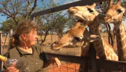 ARD/SWR DAS WAISENHAUS FÜR WILDE TIERE FOLGE 116, "Abenteuer Afrika", Tierärztin Simone Herzog hält Teatime mit den Giraffen.