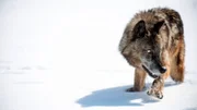 WILDBRUNCH RANCH, IDAHO: Captive wolf stalking through the snow.