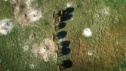 Bisons in den Badlands von South Dakota.