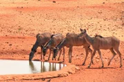 Einige Volontäre leben mehrere Tage in einem Lodge um Tiere zu beobachten.