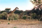 ARD/SWR DAS WAISENHAUS FÜR WILDE TIERE FOLGE 38, "Abenteuer Afrika", SWR Dokuserie mit 40 Folgen, deren Schauplatz die Tierrettungsstation "Harnas" am Rand der afrikanischen Kalahari-Wüste ist. Ein seltener Anblick auf Harnas sind die scheuen Giraffen.