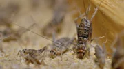 Das Essen der Zukunft? - Schon jetzt sind Insekten per EU-Gesetz als Zutat in Lebensmitteln zugelassen.