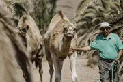 Das endemische Kanarenkamel ist auf dem Weg zum Meer.
